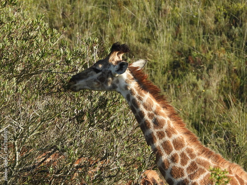 Photography giraffe eating tree