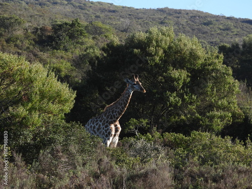 Canvas Print giraffe in the wild