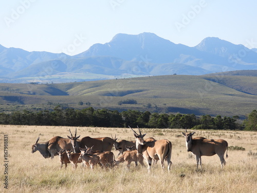 herd of antelope