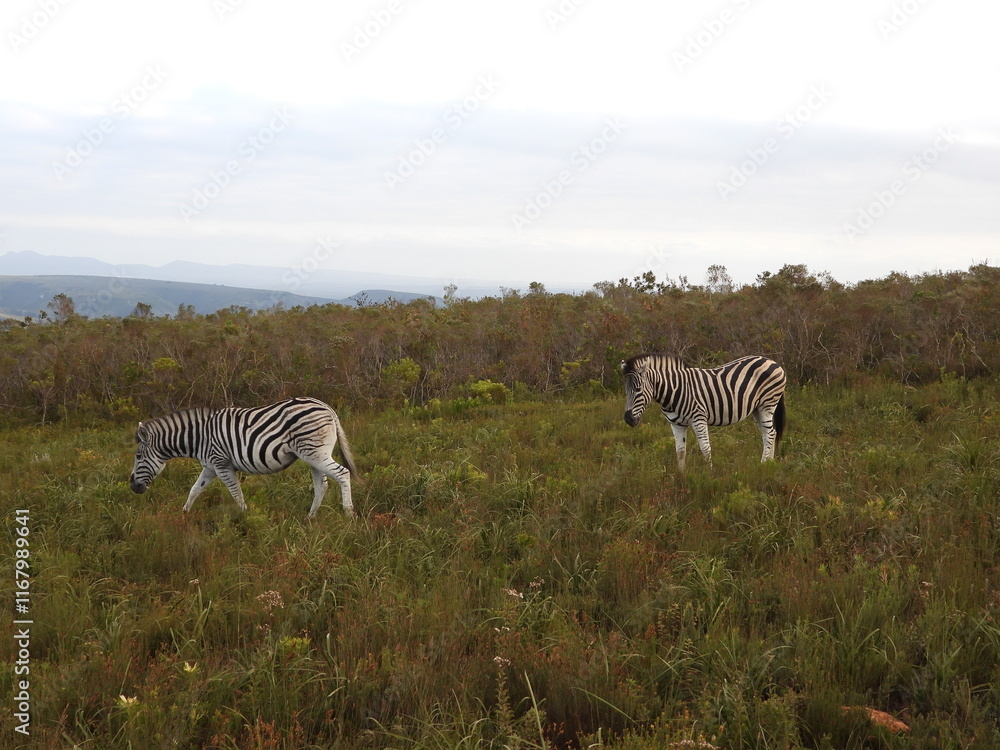 Naklejka premium zebras in continent