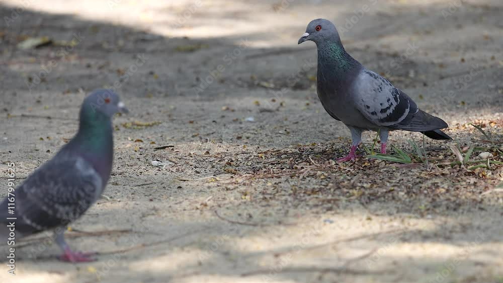 Pigeons Interacting in Bangkok Park Pigeons Interacting in Bangkok Park
