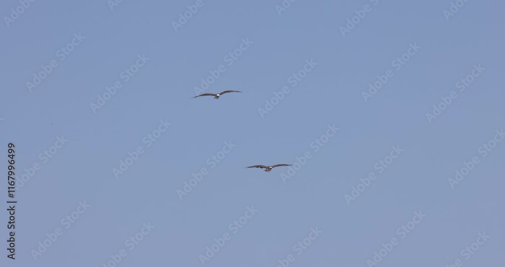Pair of ospreys flying in tandem over the Tweed River Inlet, Eastern Australia Pair of ospreys flying in tandem over the Tweed River Inlet, Eastern Australia