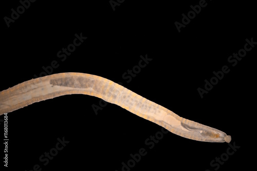 Cyctacanth stage (Acanthocephala) fish cestode larva (Trianchoratus sp.) in Channa striata under the microscope in Lab.