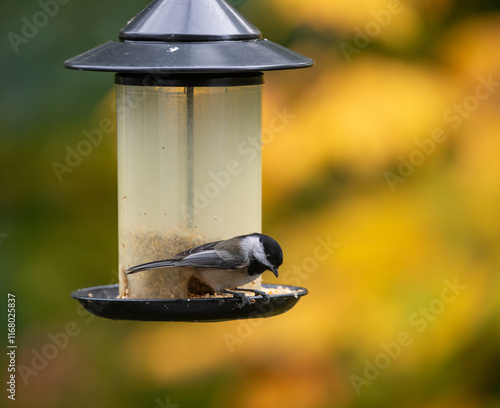 A black-capped chickadee perches on a seed-filled bird feeder with a vibrant yellow and green background, offering a serene scene for birdwatching and bird photography enthusiasts.