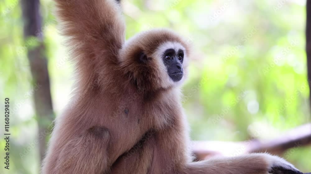 Gibbon Observing in Chonburi Zoo Gibbon Observing in Chonburi Zoo