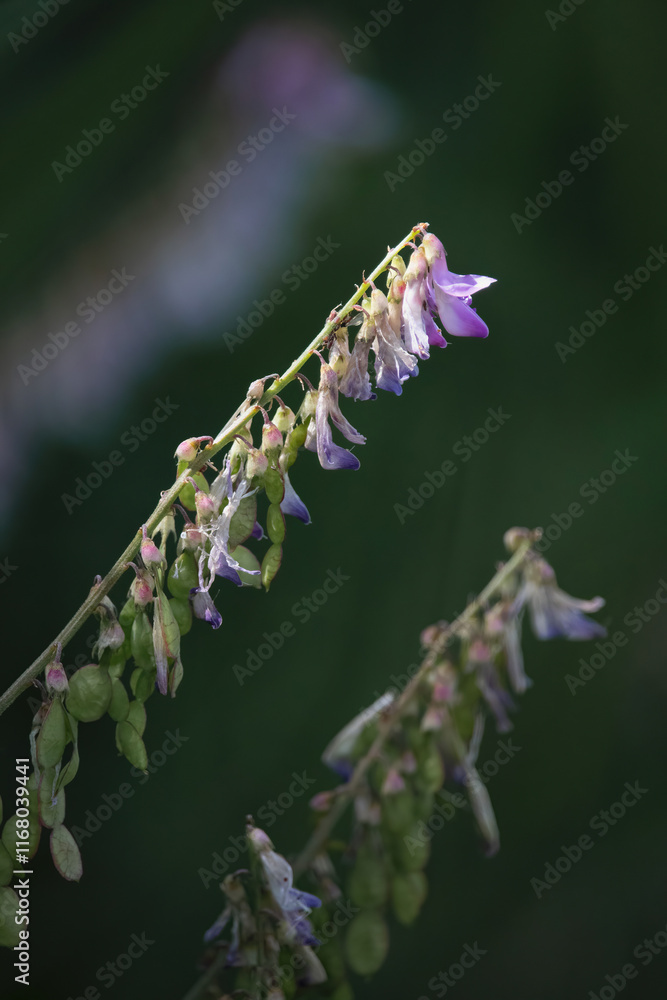 Naklejka premium Hedysarum alpinum, alpine sweetvetch, flowers growing near Twin Lakes on a summer day in interior Alaska.