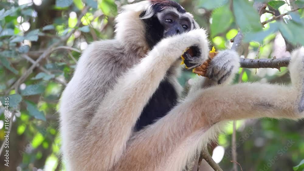 Gibbon Eating in Chonburi Zoo Gibbon Eating in Chonburi Zoo