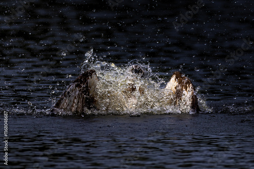 The beautiful flight characteristics of Osprey and White-bellied Sea-eagle in Thailand. photo