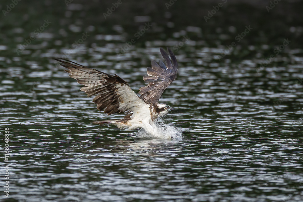 Fototapeta premium The beautiful flight characteristics of Osprey and White-bellied Sea-eagle in Thailand.
