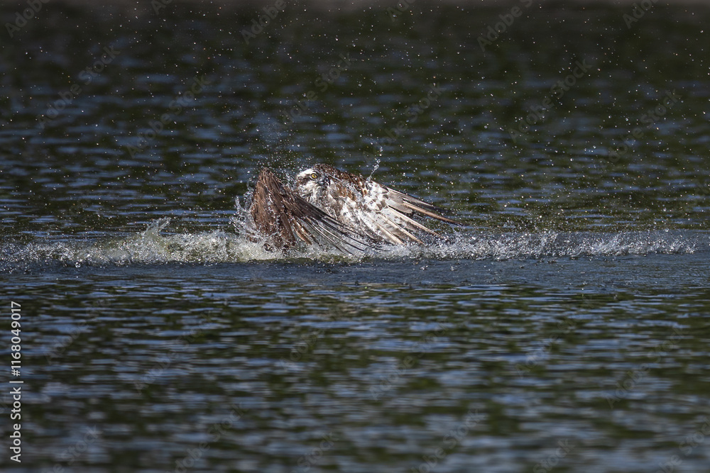 The beautiful flight characteristics of Osprey and White-bellied Sea-eagle in Thailand. The beautiful flight characteristics of Osprey and White-bellied Sea-eagle in Thailand.