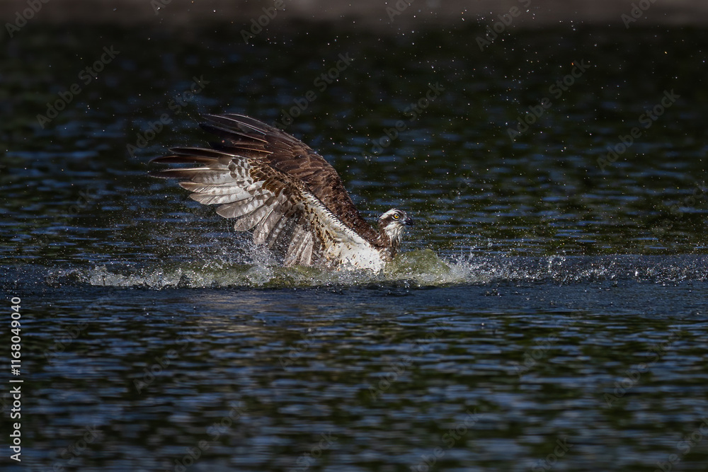 Fototapeta premium The beautiful flight characteristics of Osprey and White-bellied Sea-eagle in Thailand.