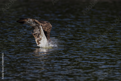 The beautiful flight characteristics of Osprey and White-bellied Sea-eagle in Thailand. photo