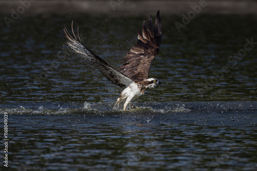 The beautiful flight characteristics of Osprey and White-bellied Sea-eagle in Thailand. photo