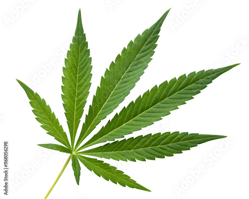 Green cannabis leaves isolated on white background. Growing medical marijuana.