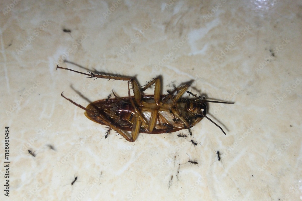 Obraz premium death cockroach on the floor 