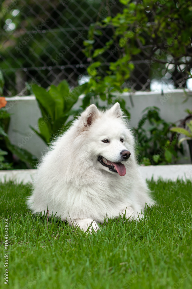 happy samoyed dog in the grass happy samoyed dog in the grass