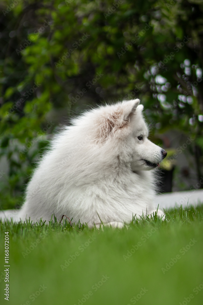samoyed dog in the grass samoyed dog in the grass