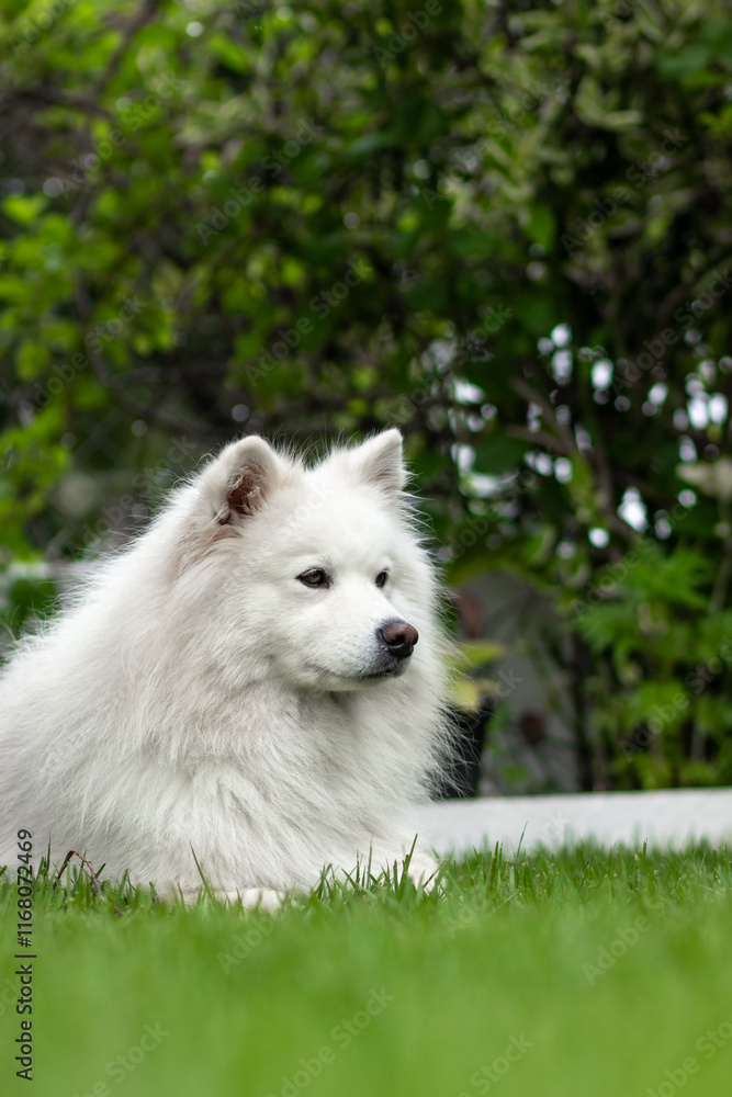 samoyed dog in the grass looking to the right samoyed dog in the grass looking to the right