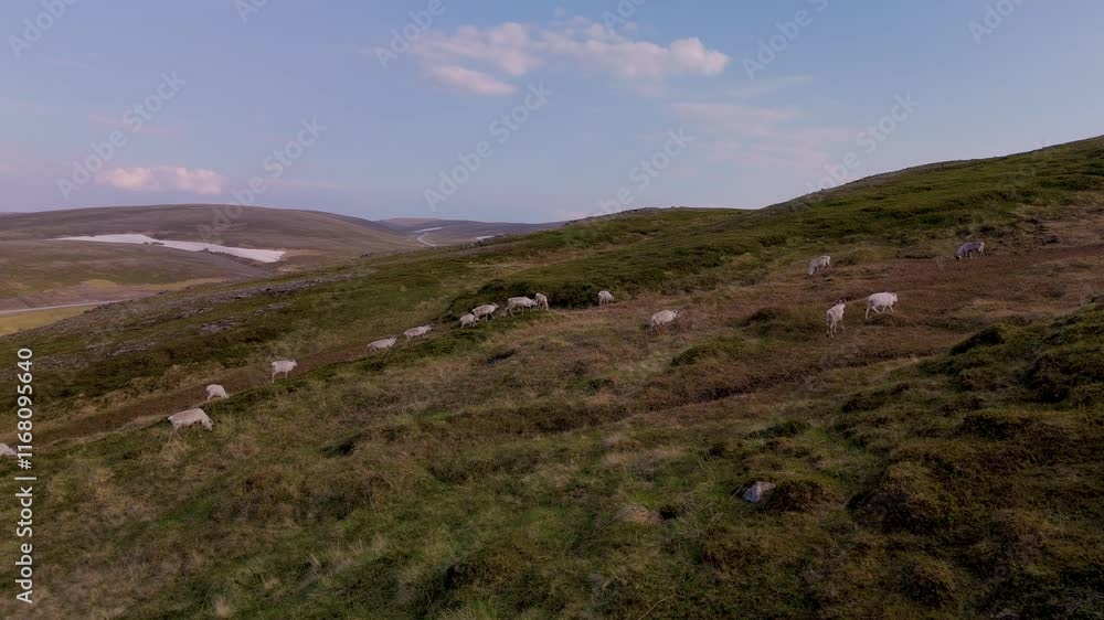 In the picturesque highlands of Nordkapp Norway, a peaceful landscape unfolds. Deer roam freely across the lush, verdant hills, basking in the gentle warmth of a sunny afternoon. In the picturesque highlands of Nordkapp Norway, a peaceful landscape unfolds. Deer roam freely across the lush, verdant hills, basking in the gentle warmth of a sunny afternoon.