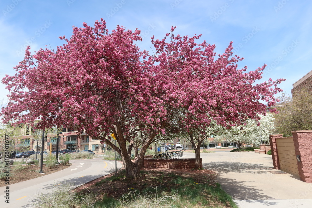 Naklejka premium Crabapple tree blossoms in full bloom, Boulder, Colorado