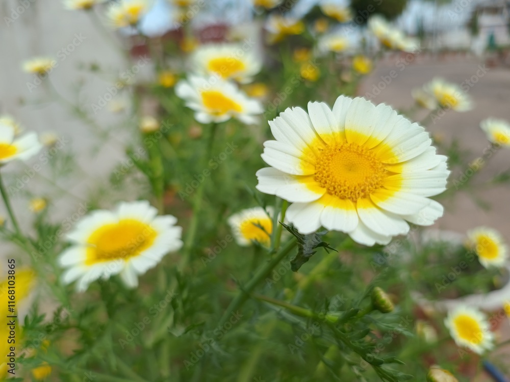 Obraz premium Glebionis coronaria