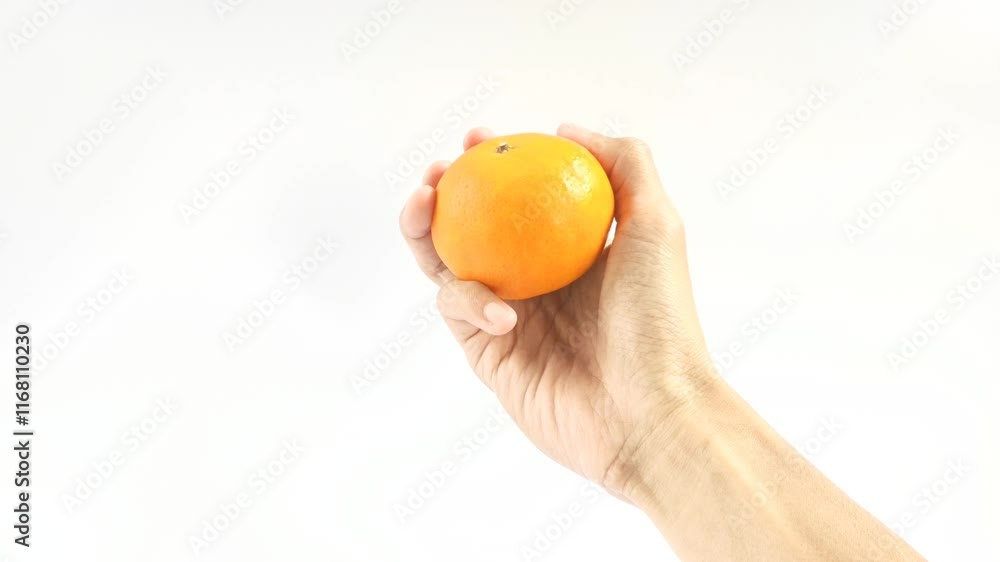 A person holds a Santang Orange, or Citrus reticulata, on a white background. This citrus is popular in Southeast Asia for its sweet and slightly sour flavor. A person holds a Santang Orange, or Citrus reticulata, on a white background. This citrus is popular in Southeast Asia for its sweet and slightly sour flavor.