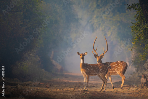 Canvas Print Spotted deer (chital) standing gracefully in winter morning mist at Keoladeo National Park, Bharatpur