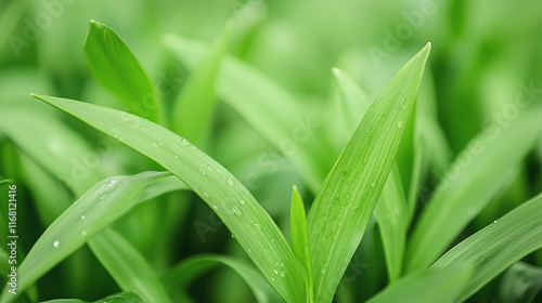 Fresh Spring Grass Blades