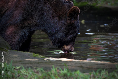 The Asian black bear (Ursus thibetanus) is a medium sized bear photo