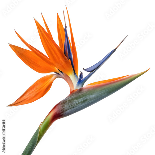 Photos Close-up of a vibrant Bird of Paradise flower with orange and blue petals, shot