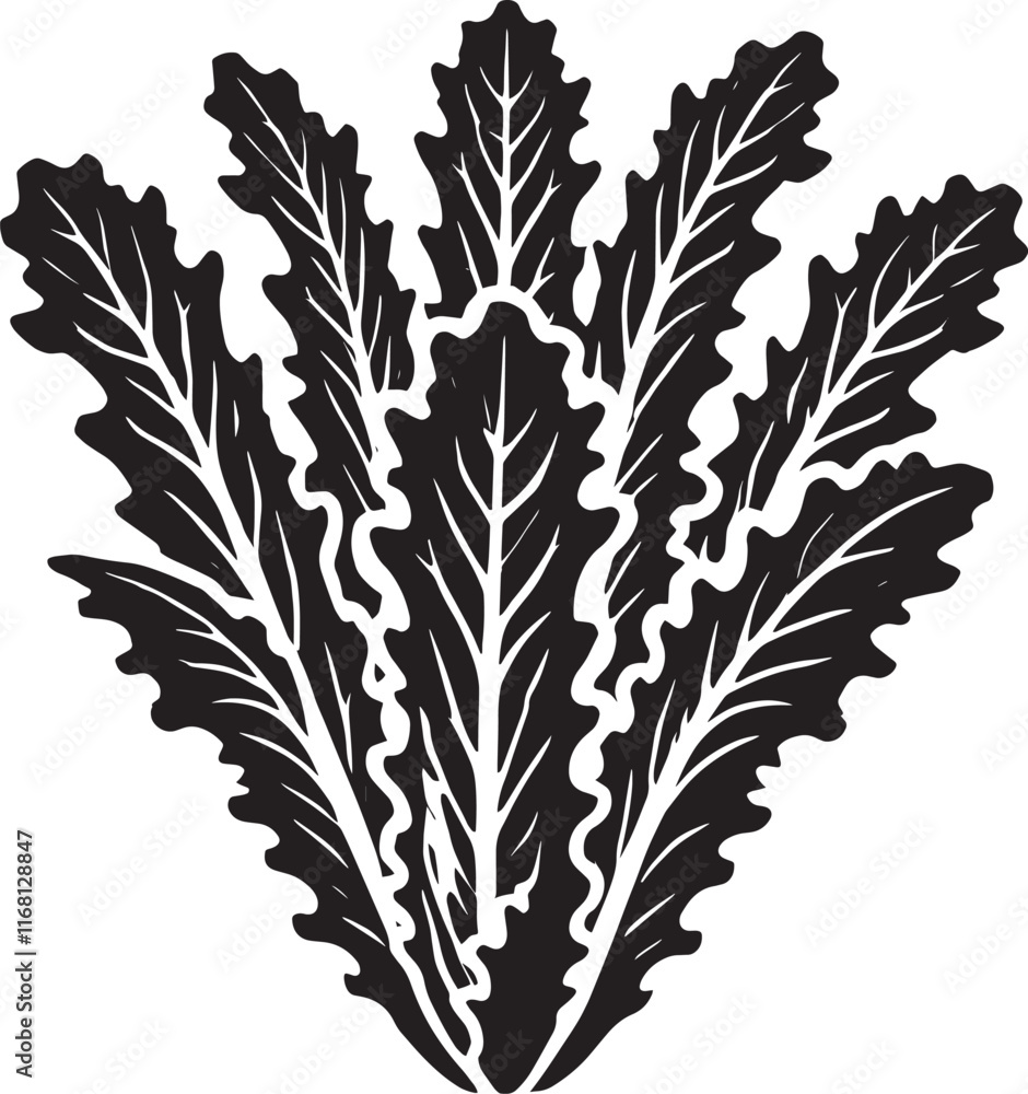 Fototapeta premium Lettuce leaf plant silhouette vector illustration isolated on a white background
