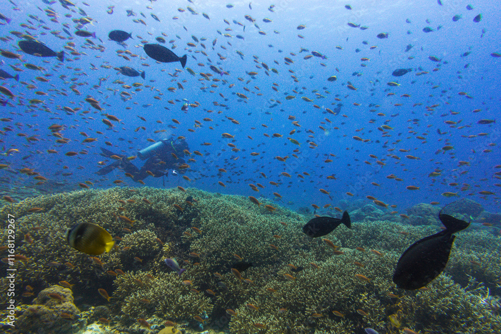 Fototapeta premium diving in bali