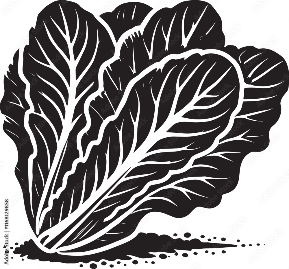 Obraz premium Lettuce leaf plant silhouette vector illustration isolated on a white background