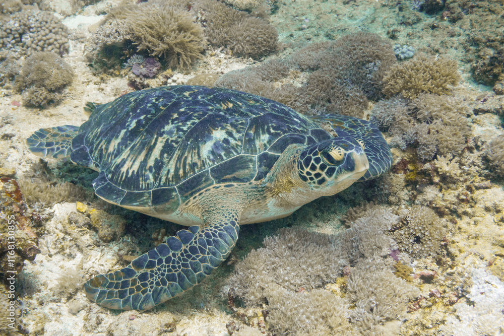 Fototapeta premium Sea turtles encountered while scuba diving