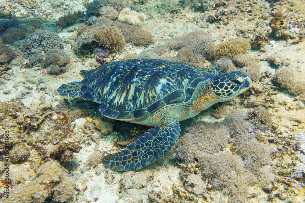 Obraz premium Sea turtles encountered while scuba diving