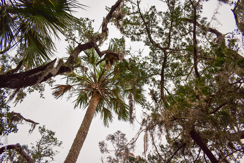Fototapeta premium palm tree in the forest
