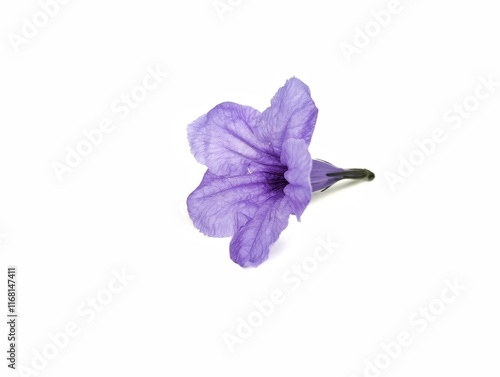 Ruellia tuberosa or Purple Kencana flower isolated on white background. Natural decorative design  photo