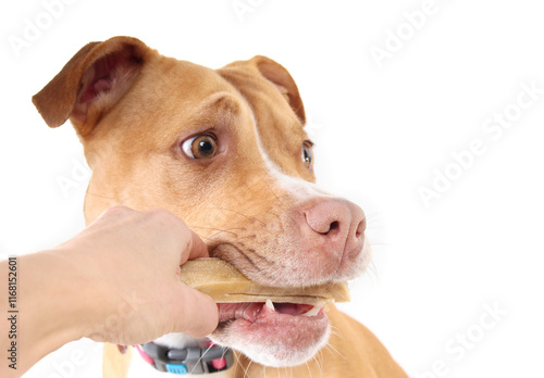 Photography Dog with chew bone held by hand