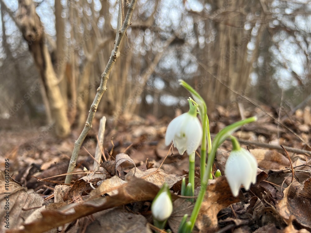 Snowdrops Snowdrops