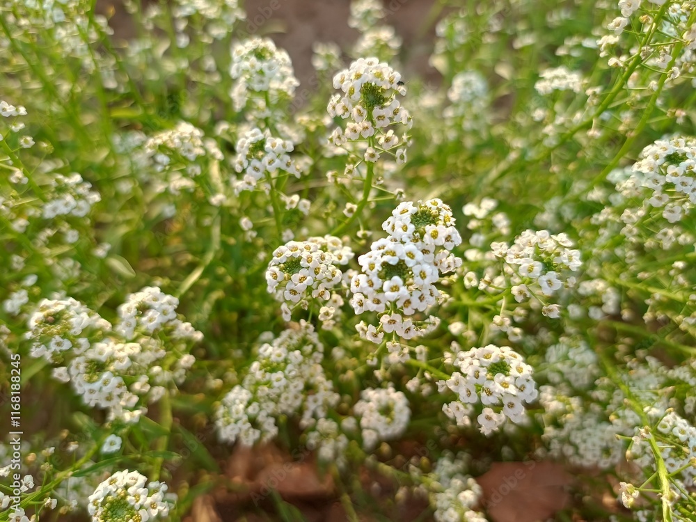 white flowers in the garden white flowers in the garden