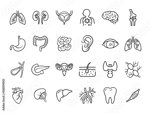 Set of 24 vector icons of Human Internal Organs. Heart, Lungs, Liver, Stomach, Intestines, Kidneys, and More 