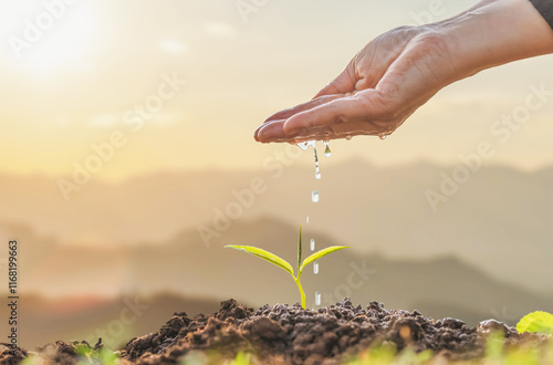 Foto Hand nurturing and watering young baby plants growing in germination sequence on