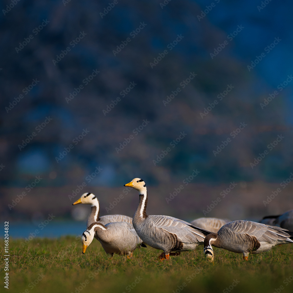 Fototapeta premium Bar-headed geese grazing in a Jaipur wetland at dusk. A serene winter evening scene of migratory waterfowl in their natural habitat, Rajasthan, India.