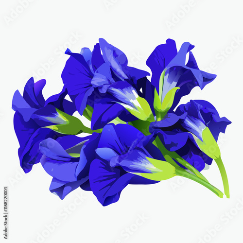 Butterfly Pea flower  vector illustration (1)