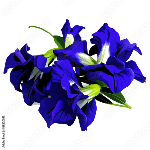 Butterfly Pea flower  vector illustration (6)