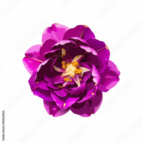 Lilac tulip flowers  white background  vector illustration (2)