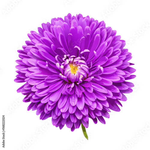 Purple aster flower isolated  white background  vector illustration (4)