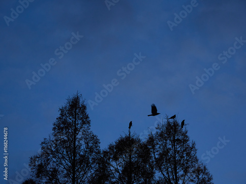 冬の夕方の空と森の上を飛んでいるカラスの風景 photo