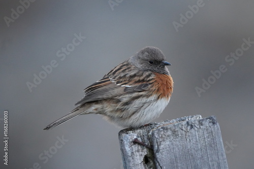 Robin Accentor in the mountains of Nepal