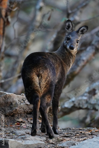 Musk deer in Nepal 